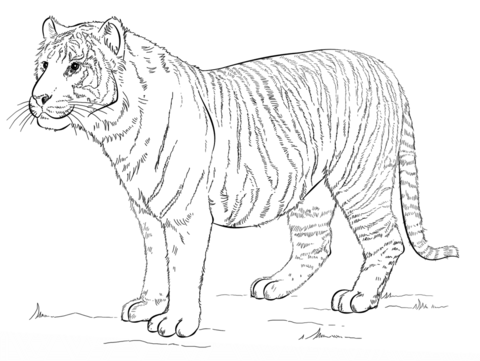 Sumatran Tiger Coloring Page